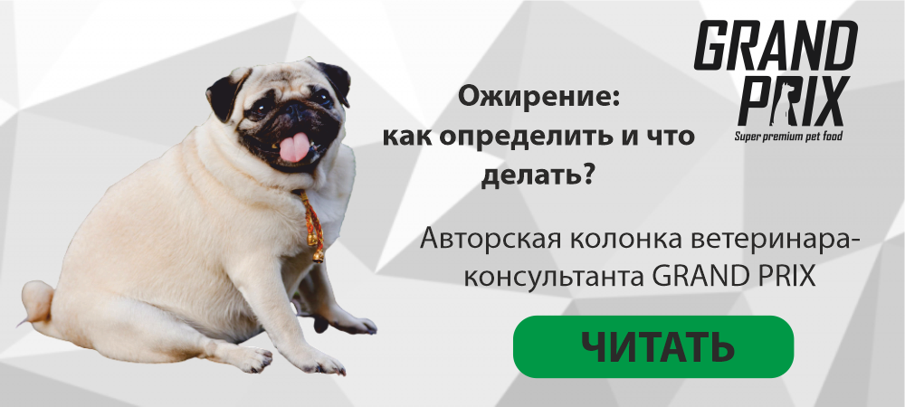 Ожирение: современный бич домашних питомцев Ожирение: современный бич домашних питомцев