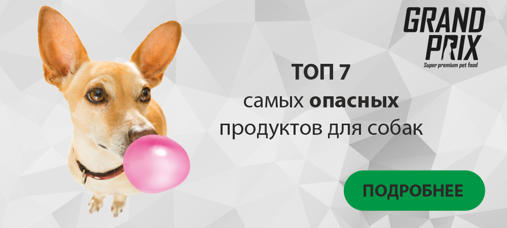 ТОП 7 самых опасных продуктов для собак ТОП 7 самых опасных продуктов для собак