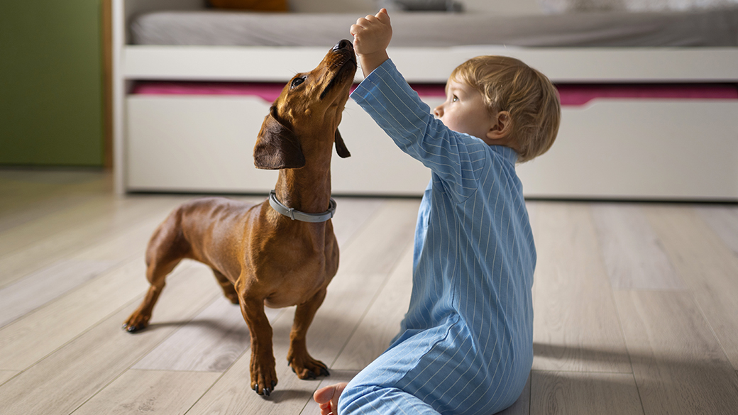 Пять игр с собакой, если за окном дождь, а энергии - как у урагана!