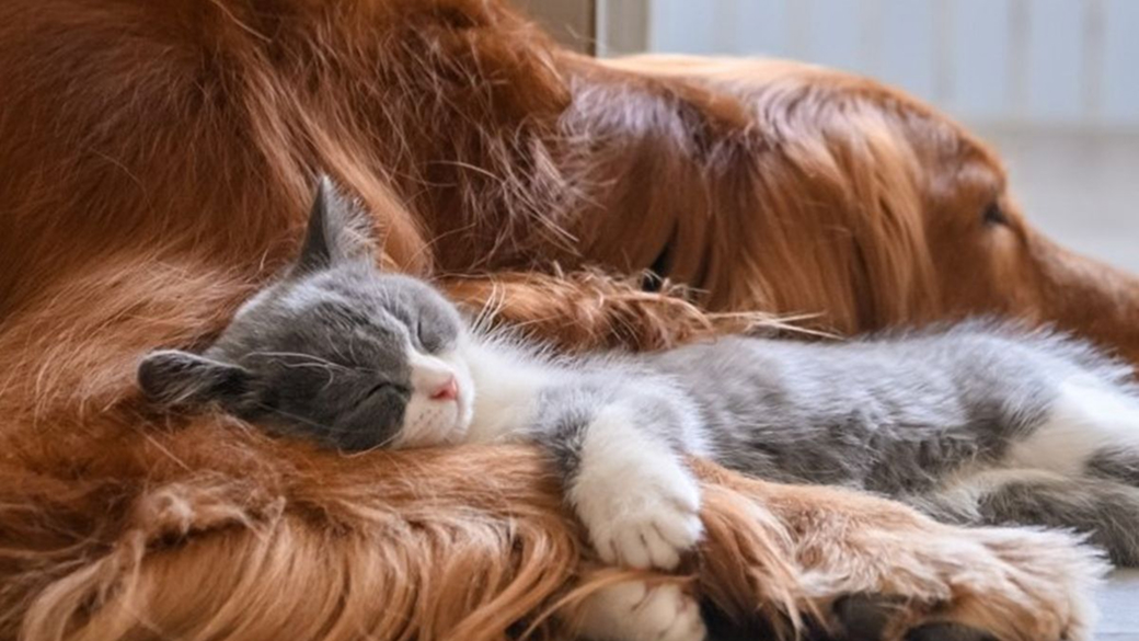 Как понять, что у кота или собаки проблемы с пищеварением