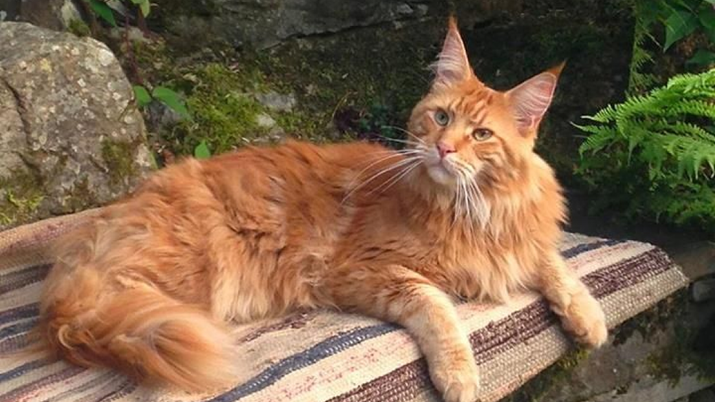 Миф: беззерновой корм всегда лучше?