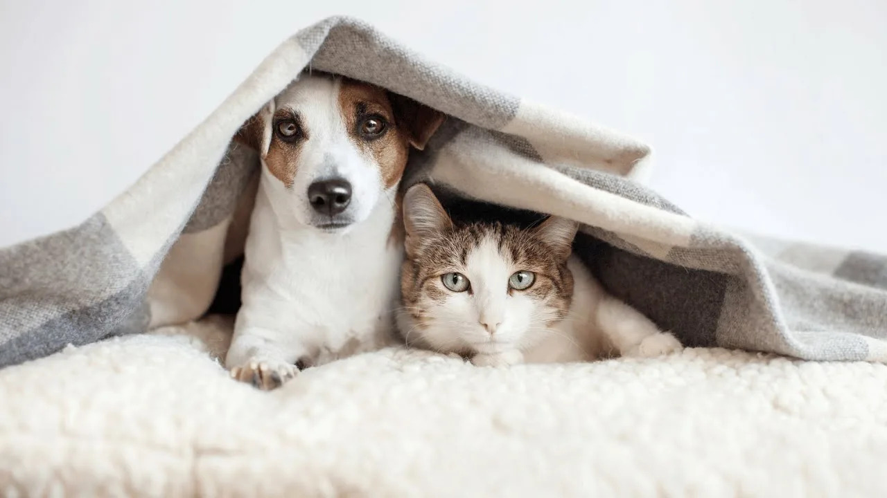 Ритуалы, которые есть у всех собак и кошек (даже если вы о них не замечаете)