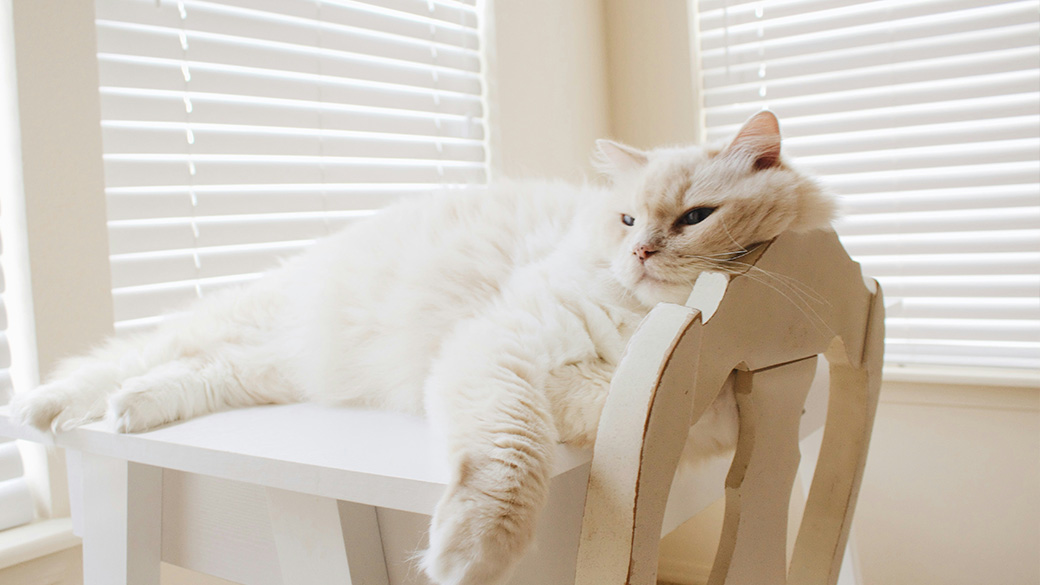 Рассказываем о лишних килограммах у кошек