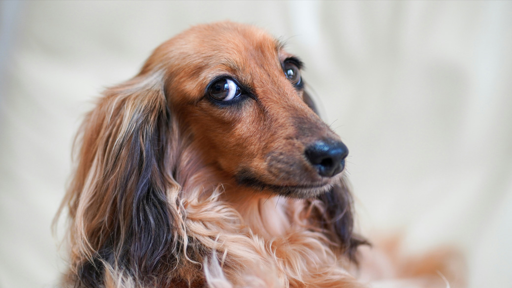 Можно ли сочетать корм и натуральные продукты?