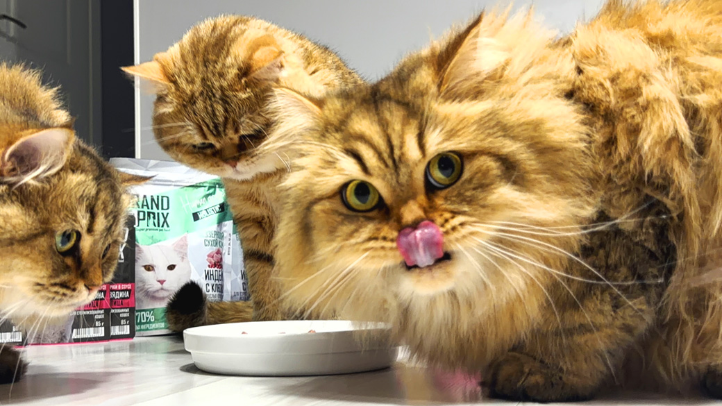 Можно ли кошкам молоко?