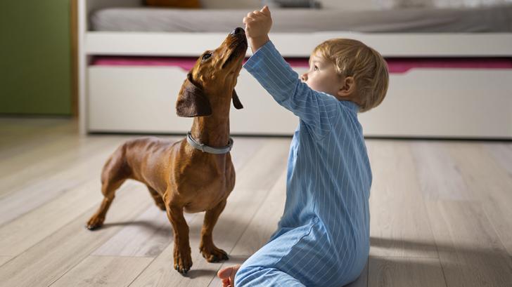 Пять игр с собакой, если за окном дождь, а энергии - как у урагана!