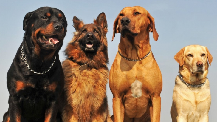 Корм для крупных пород: почему важно смотреть на белок, хондропротекторы и Омега-кислоты