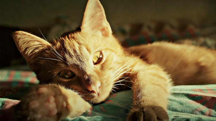 5 признаков, что питомец вам доверяет