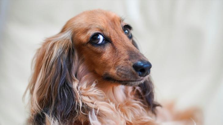 Можно ли сочетать корм и натуральные продукты?