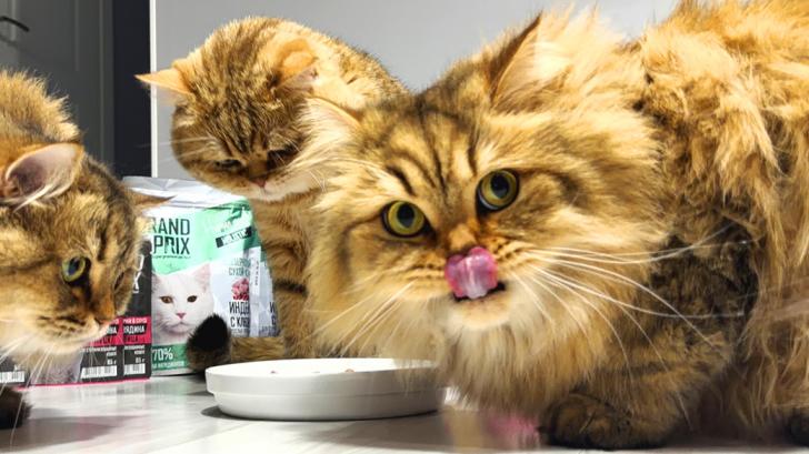 Можно ли кошкам молоко?